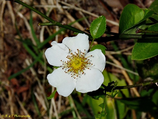 {Rosa luciae}